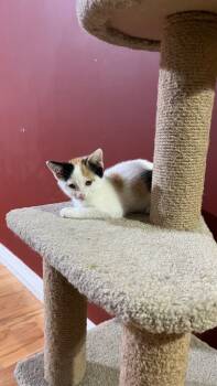 Rescue Domestic Short Hair Cats for Adoption in Ogden, Utah - Autumn Celestiel Dawn | PetCurious