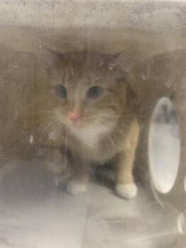 Domestic Short Hair Cats Available for Adoption in Casper, Wyoming - VOLUME | PetCurious