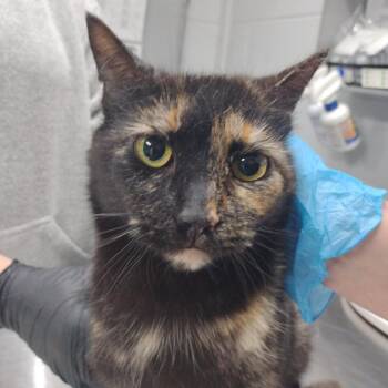 Domestic Short Hair Cats Available for Adoption in Summerville, South Carolina - Fiona | PetCurious