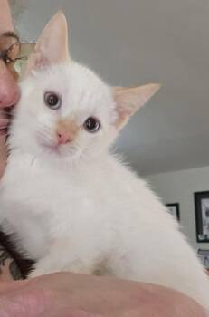 Owen -  Siamese Cat for Adoption in Walled Lake, Michigan - Owen | PetCurious