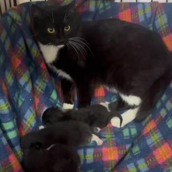Zenobia -  Domestic Short Hair Cat Available for Adoption in New York, New York - Zenobia | PetCurious