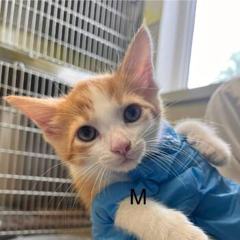 Carrot -  Domestic Short Hair Cat for Adoption in Burlington, Ontario - Carrot | PetCurious