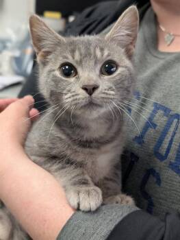 Domestic Short Hair Cats Available for Adoption - ADA | PetCurious