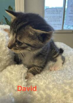 American Shorthair and Tabby Cats Available for Adoption in Shrewsbury, Massachusetts - David | PetCurious