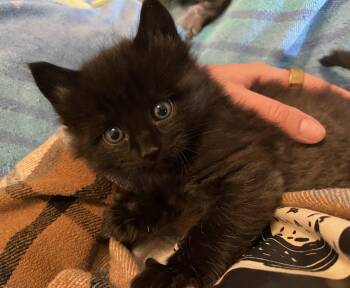 Domestic Short Hair Cats Available for Adoption in Corrales, New Mexico - Onyx | PetCurious