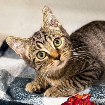 Lilly -  Domestic Medium Hair Cat for Adoption in Falls Church, Virginia - Lilly | PetCurious