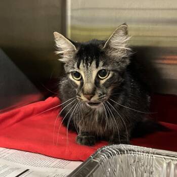 Domestic Long Hair Cats Available for Adoption in Pauls Valley, Oklahoma - Oppossum | PetCurious