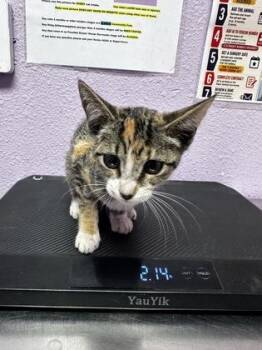 Reba McEntire -  Domestic Medium Hair Cat for Adoption in El Paso, Texas - Reba McEntire | PetCurious