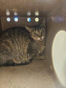 Zoom -  Domestic Short Hair Cat for Adoption in Disputanta, Virginia - Zoom | PetCurious