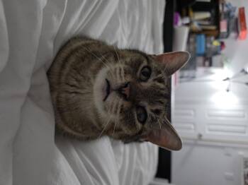 Domestic Short Hair Cats Available for Adoption - Nutmeg | PetCurious