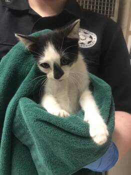 A430150 -  Domestic Short Hair Cat for Adoption in Conroe, Texas - A430150 | PetCurious