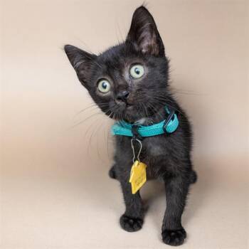 PAT -  Domestic Short Hair Cat for Adoption in St. Louis, Missouri - PAT | PetCurious
