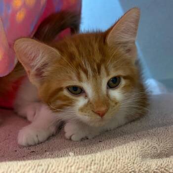 Molly -  Domestic Short Hair Cat for Adoption in Pittsburgh, Pennsylvania - Molly | PetCurious