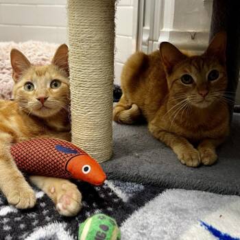 Domestic Short Hair Cats Available for Adoption in Juno Beach, Florida - Orange Fanta | PetCurious