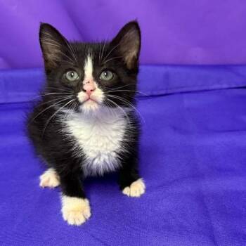 Gruyere -  Domestic Short Hair Cat for Adoption in North Myrtle Beach, South Carolina - Gruyere | PetCurious