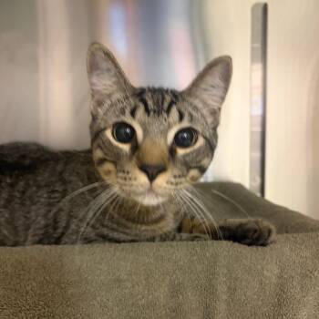 William Wordsworth -  Domestic Short Hair Cat for Adoption in Chicago, Illinois - William Wordsworth | PetCurious
