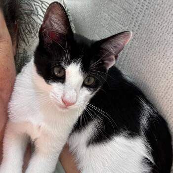 Casey Junior -  Domestic Short Hair Cat for Adoption in Richmond, Virginia - Casey Junior | PetCurious