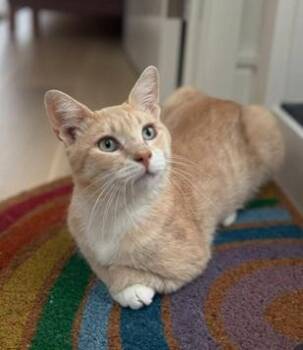 Georgie -  Domestic Short Hair and Tabby Cat for Adoption in San Francisco, California - Georgie | PetCurious