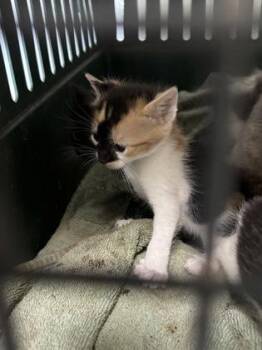 Purrsie 1345-26 -  Domestic Short Hair Cat for Adoption in Cumming, Georgia - Purrsie 1345-26 | PetCurious