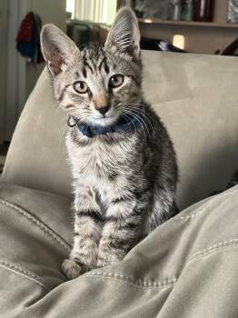 Kenton -  Domestic Short Hair Cat for Adoption in Davis, California - Kenton | PetCurious