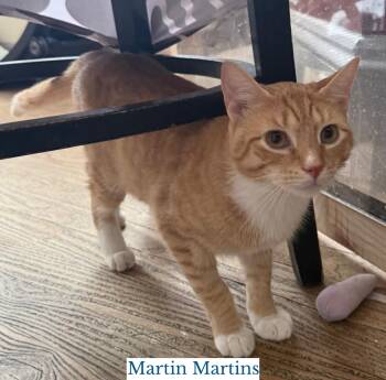 Martin Martins -  Domestic Short Hair Cat for Adoption in Berkeley Springs, West Virginia - Martin Martins | PetCurious
