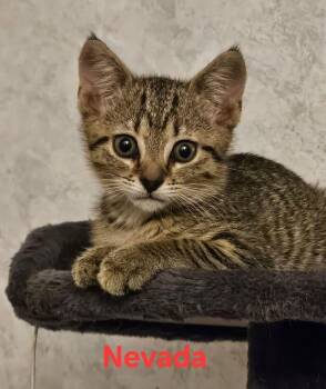 Domestic Short Hair Cats Available for Adoption in St. Cloud, Florida - Nevada | PetCurious