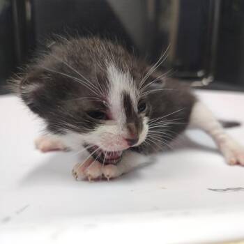 Domestic Short Hair Cats Available for Adoption in Springtown, Texas - Twix | PetCurious