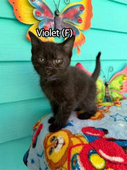 Violet -  Domestic Short Hair Cat for Adoption in Hermitage, Pennsylvania - Violet | PetCurious