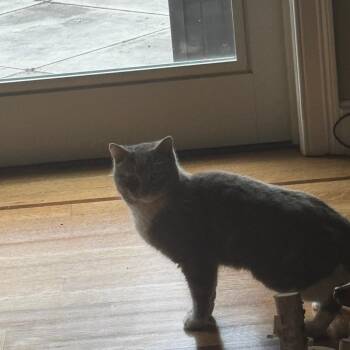 Fonda -  Domestic Short Hair Cat Available for Adoption in Wakefield, Massachusetts - Fonda | PetCurious