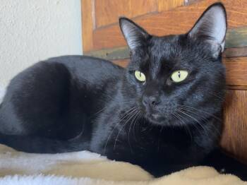 Rescue Domestic Short Hair and Bombay Cats for Adoption in Waller, Texas - Larry | PetCurious
