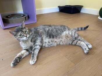Rescue Domestic Short Hair Cats for Adoption in Wells, Maine - Ayla | PetCurious