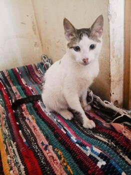 Domestic Short Hair Cats Available for Adoption in Mississauga, Ontario - Miles | PetCurious