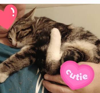 Domestic Short Hair Cats Available for Adoption in Honeoye, New York - Snickerdoodle | PetCurious