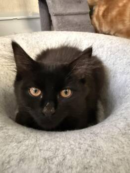 Domestic Medium Hair Cats Available for Adoption - Hammy | PetCurious