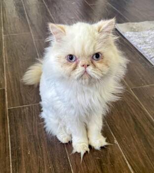 Himalayan Cats Available for Adoption in Kenosha, Wisconsin - MILO | PetCurious