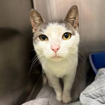Domestic Short Hair Cats Available for Adoption in East Hanover, New Jersey - Heidi | PetCurious