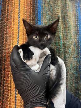 BELLATRIX -  Domestic Short Hair Cat for Adoption in Thousand Palms, California - BELLATRIX | PetCurious