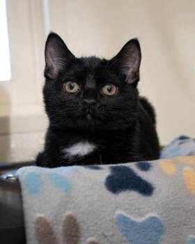 Domestic Short Hair Cats Available for Adoption - Lil Wayne | PetCurious