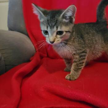 Dream Fyer TH 0626 -  Domestic Short Hair Cat for Adoption - Dream Fyer TH 0626 | PetCurious