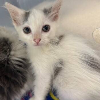 Louise -  Domestic Medium Hair Cat for Adoption in Evansville, Indiana - Louise | PetCurious