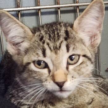 Trevor K46542 -  Domestic Short Hair Cat for Adoption in Corsicana, Texas - Trevor K46542 | PetCurious