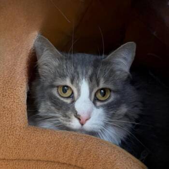 Jenni -  Domestic Long Hair Cat for Adoption in State College, Pennsylvania - Jenni | PetCurious