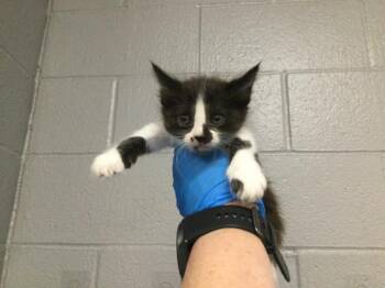 Domestic Short Hair Cats Available for Adoption in Thousand Palms, California - A1917976 | PetCurious