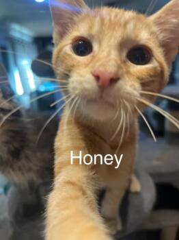 Honey -  Domestic Short Hair Cat for Adoption in Plumerville, Arkansas - Honey | PetCurious