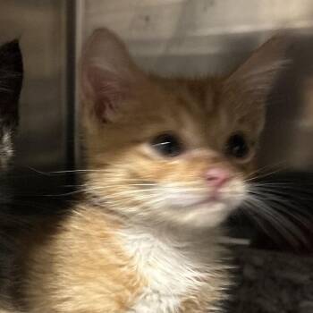 Domestic Medium Hair Cats Available for Adoption - Sam - Chino Hills Location | PetCurious