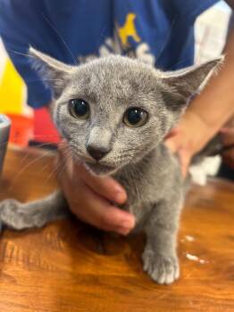 Marina -  Domestic Short Hair Cat for Adoption in Thousand Oaks, California - Marina | PetCurious