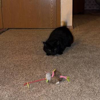 COURTESY LISTING Dracula -  Domestic Short Hair Cat for Adoption in Moscow, Idaho - COURTESY LISTING Dracula | PetCurious