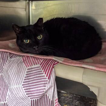 Domestic Short Hair Cats Available for Adoption in Kennebunk, Maine - Tyrone | PetCurious