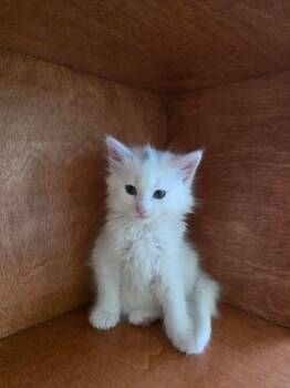 Domestic Short Hair Cats Available for Adoption in Holbrook, New York - CARY | PetCurious
