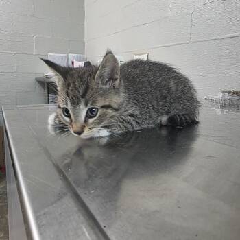 Chocolate -  Domestic Short Hair Cat for Adoption in Clanton, Alabama - Chocolate | PetCurious